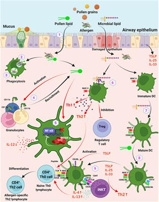 How Do Pollen Allergens Sensitize?